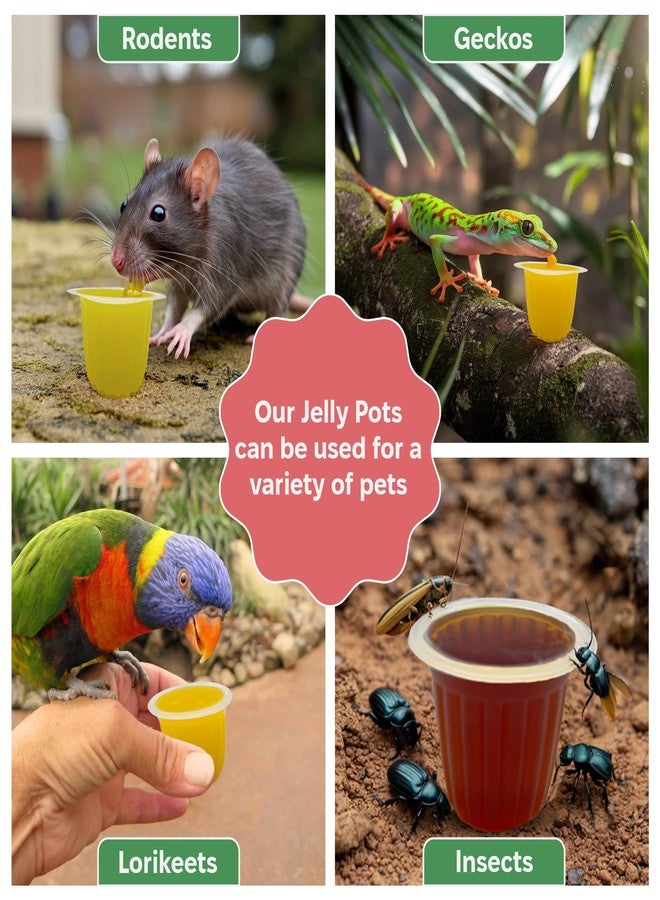 Snout and Shell Beetle Jelly for Exotic Pets - Nutrient-Rich Feeding Gel for Beetles, Insects, and Small Reptiles - Easy to Use, Mess-Free - Mango - Image 5